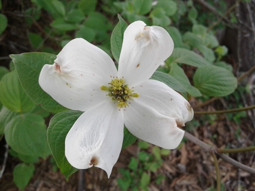Dogwood