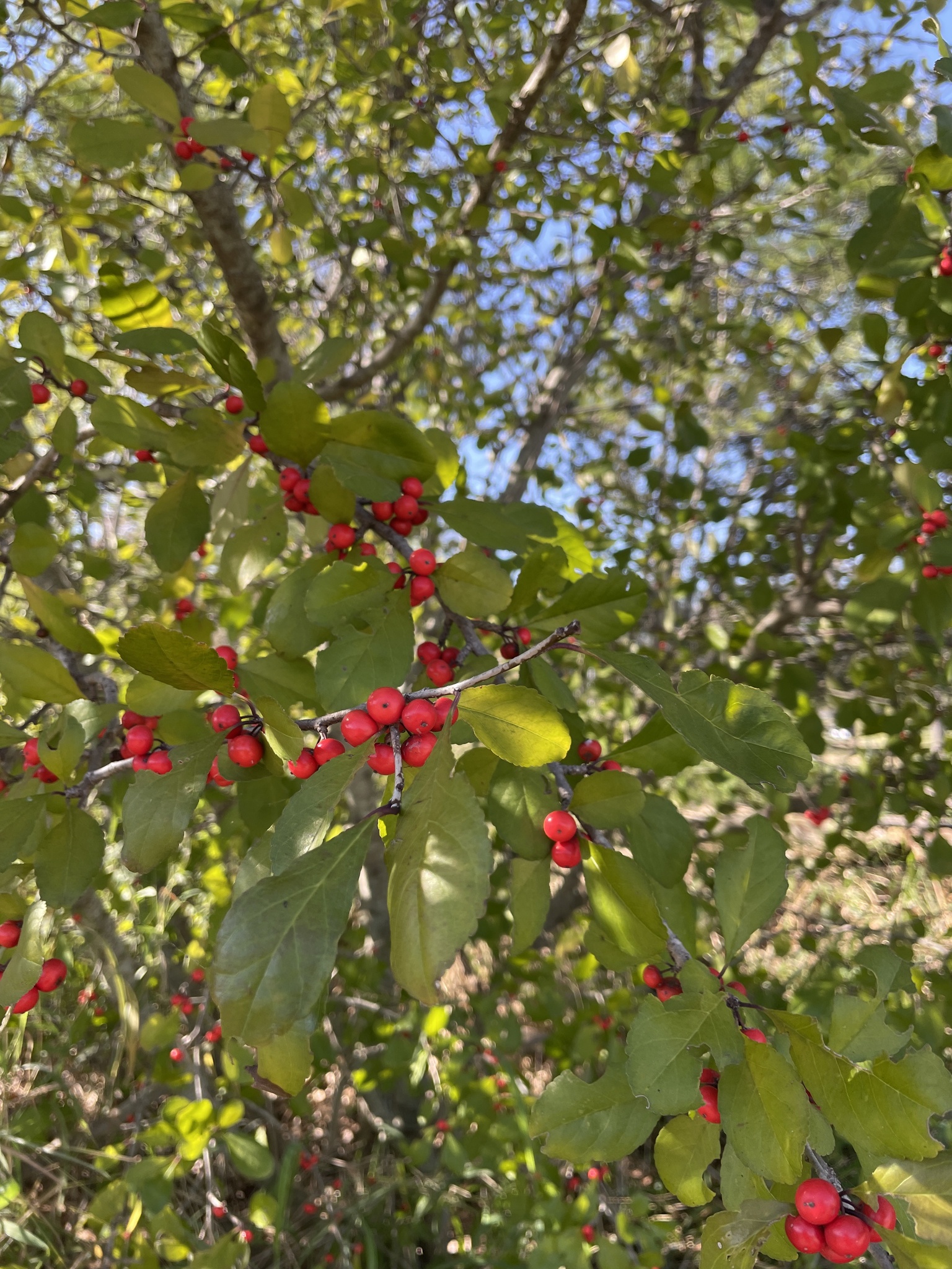 Holly,Red Beauty Holly
