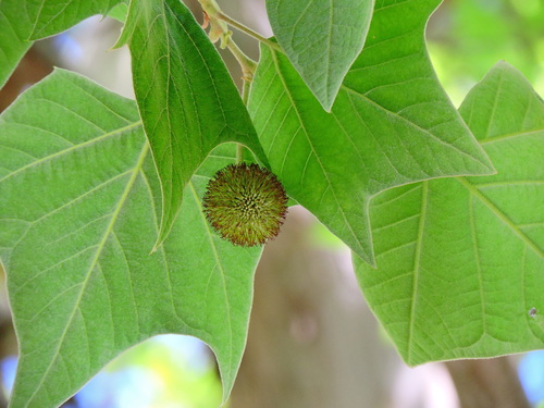 London Planetree