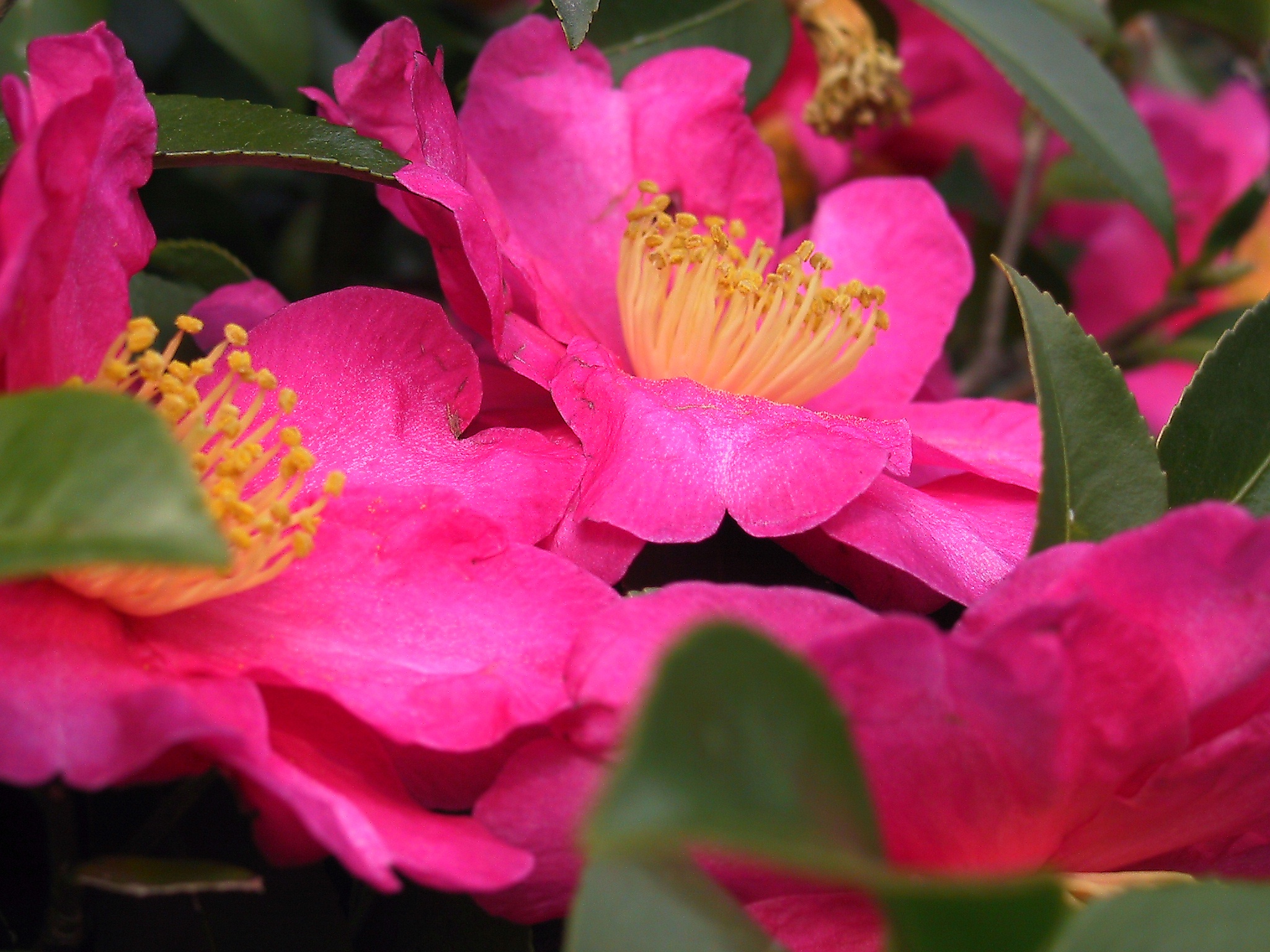Camellia True