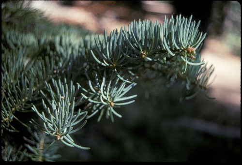 White Fir 'Blue Cloak'