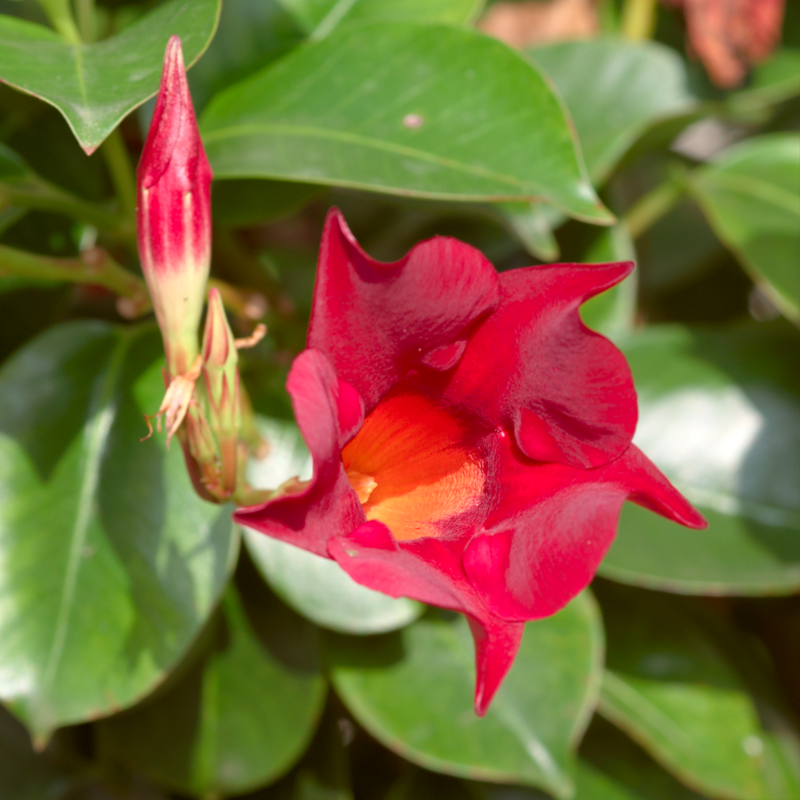 Sunvilla Giant Red Mandevilla