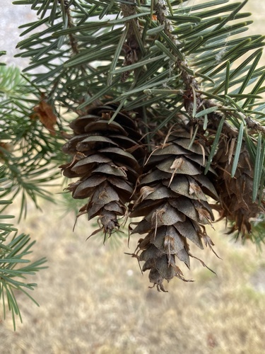 Douglas Fir 'Graceful Grace'