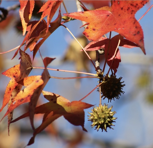 Sweetgum