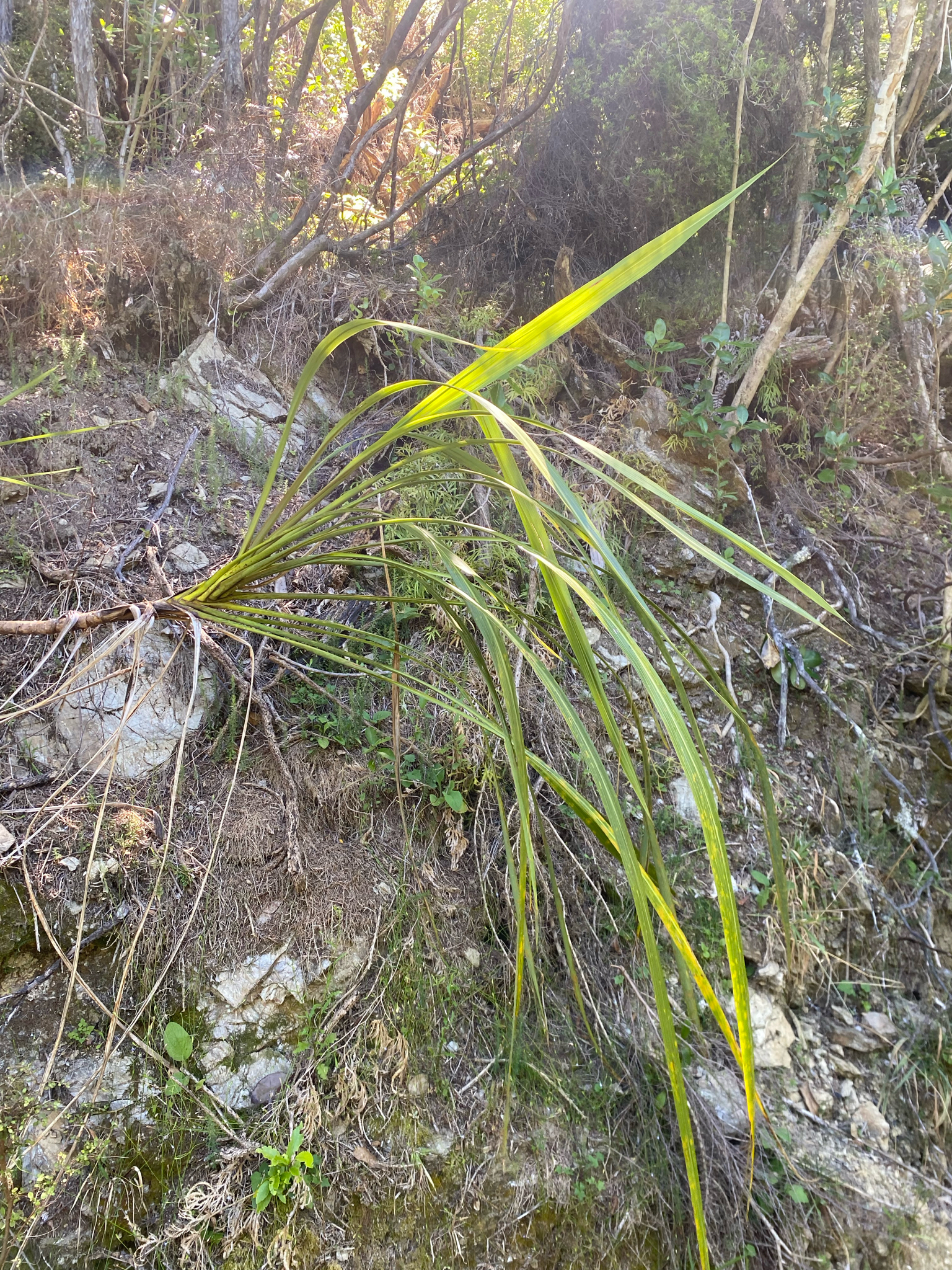 Ti Plant
