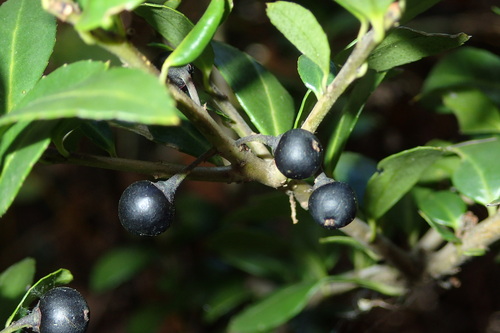 Steeds Japanese Holly