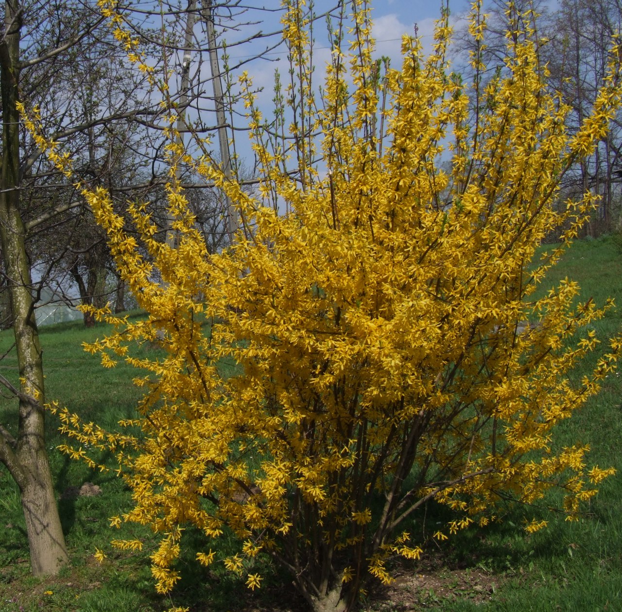 Border Forsythia