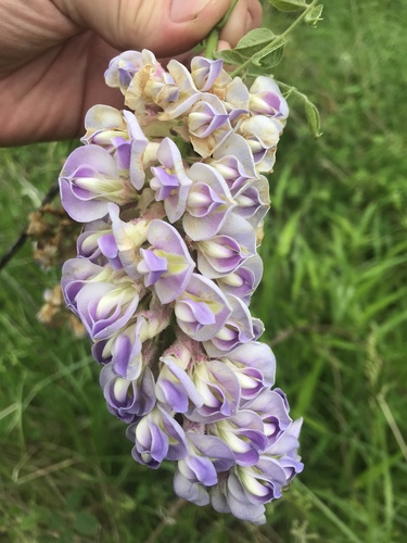 American Wisteria