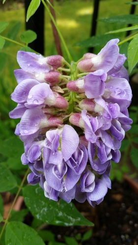 American Wisteria