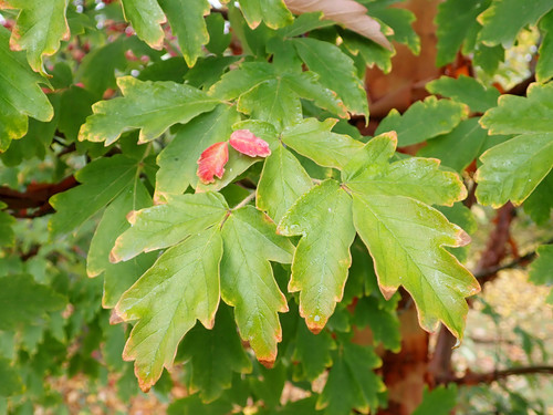 Paperbark Maple