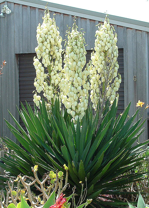 Color Guard Curlyleaf Yucca