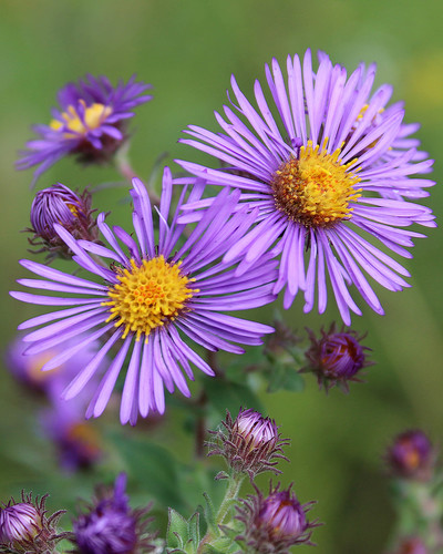 New England Aster