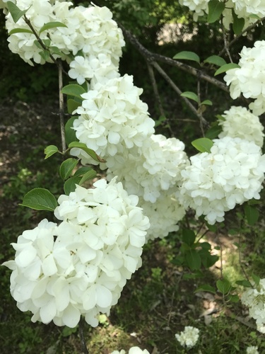 Chinese Snowball Viburnum