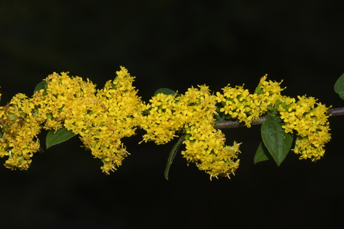 Goldenrod