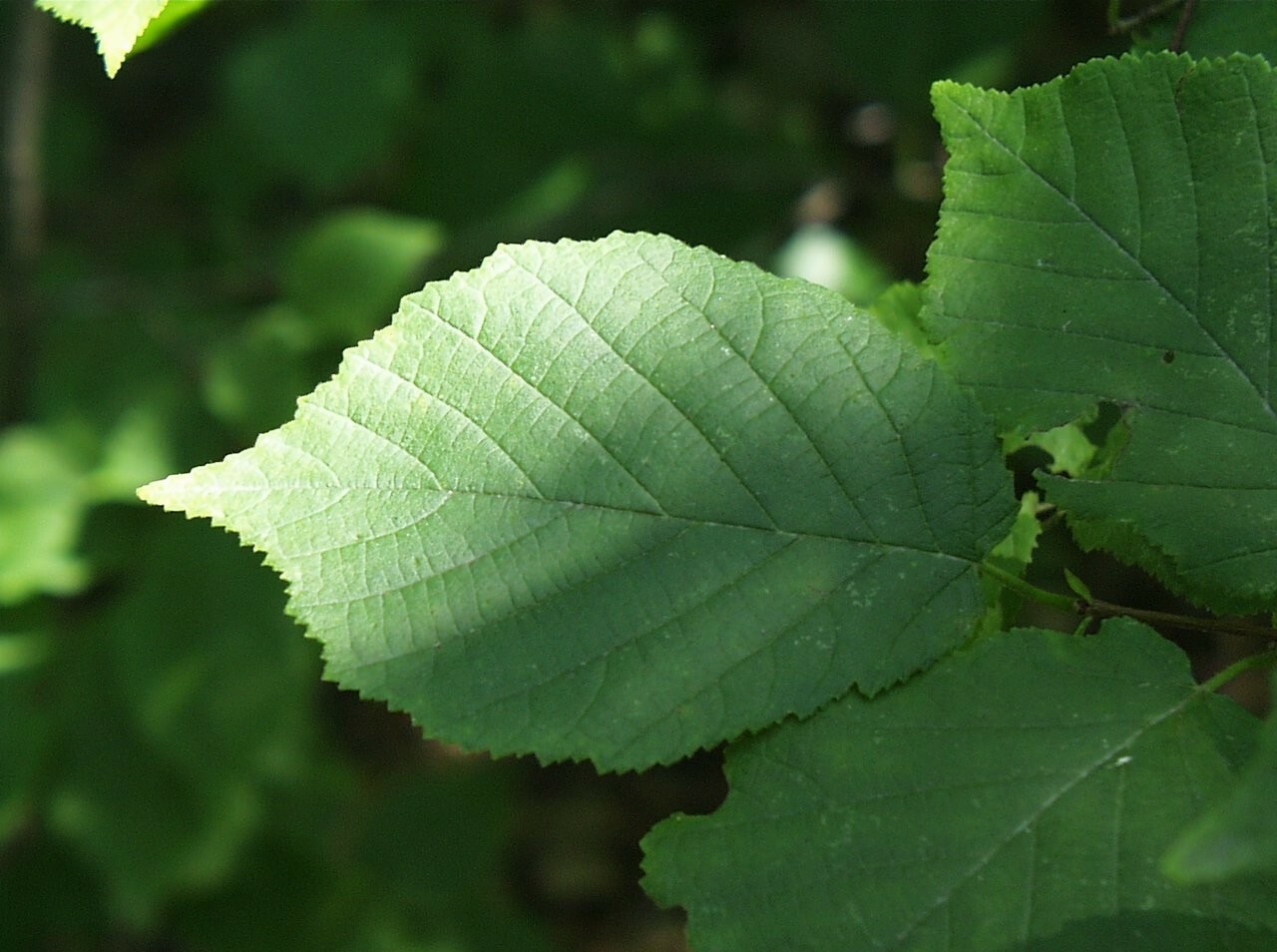 American Hazelnut
