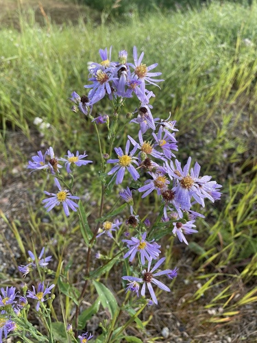 Aster