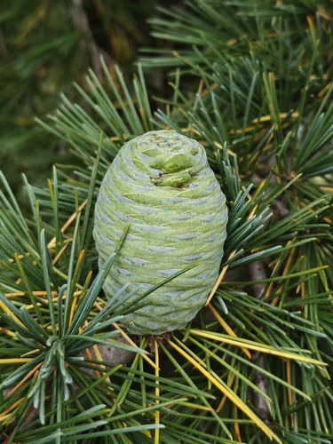 Himalayan Cedar