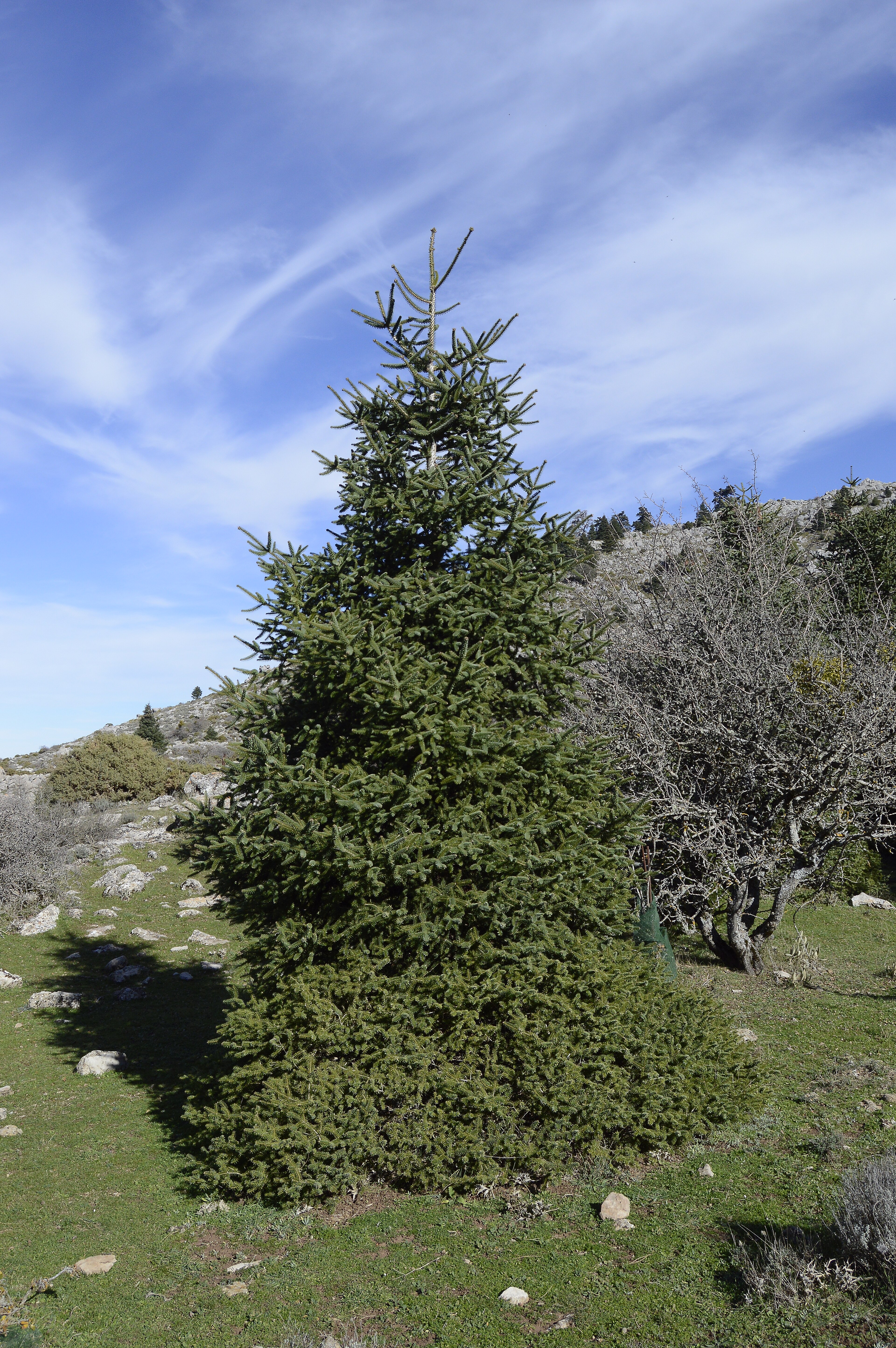 Spanish Fir