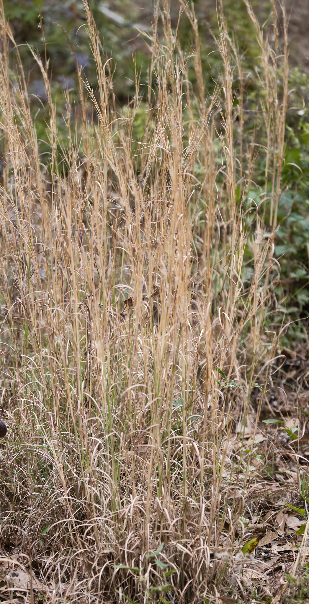 Broomsedge Bluestem