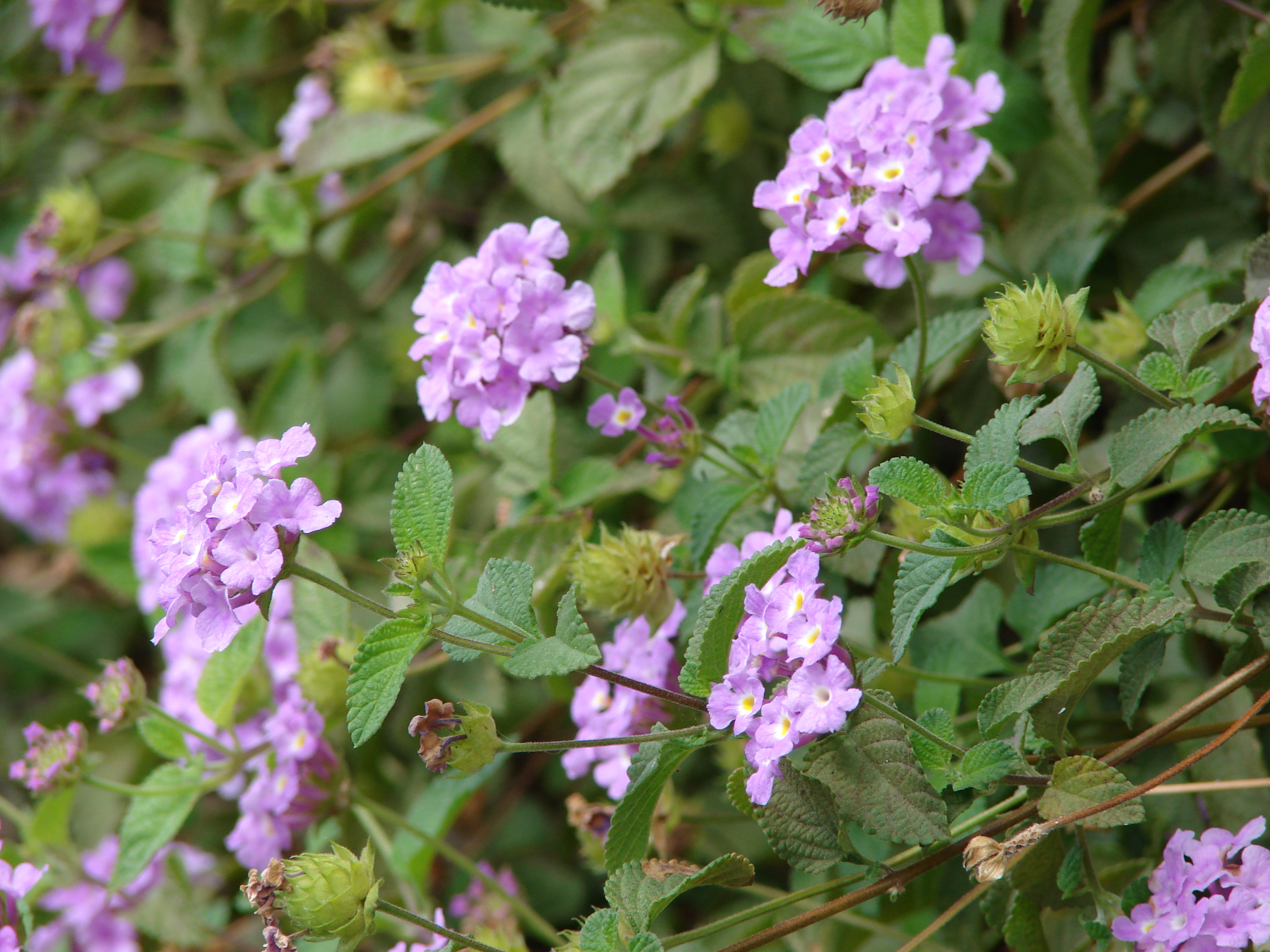 Lantana