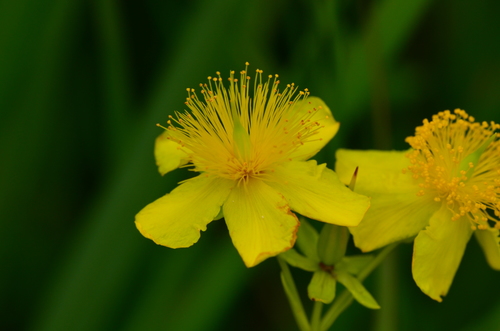 St. John's Wort