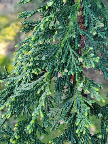 Leyland Cypress