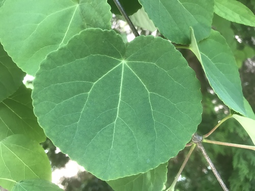 Katsura Tree