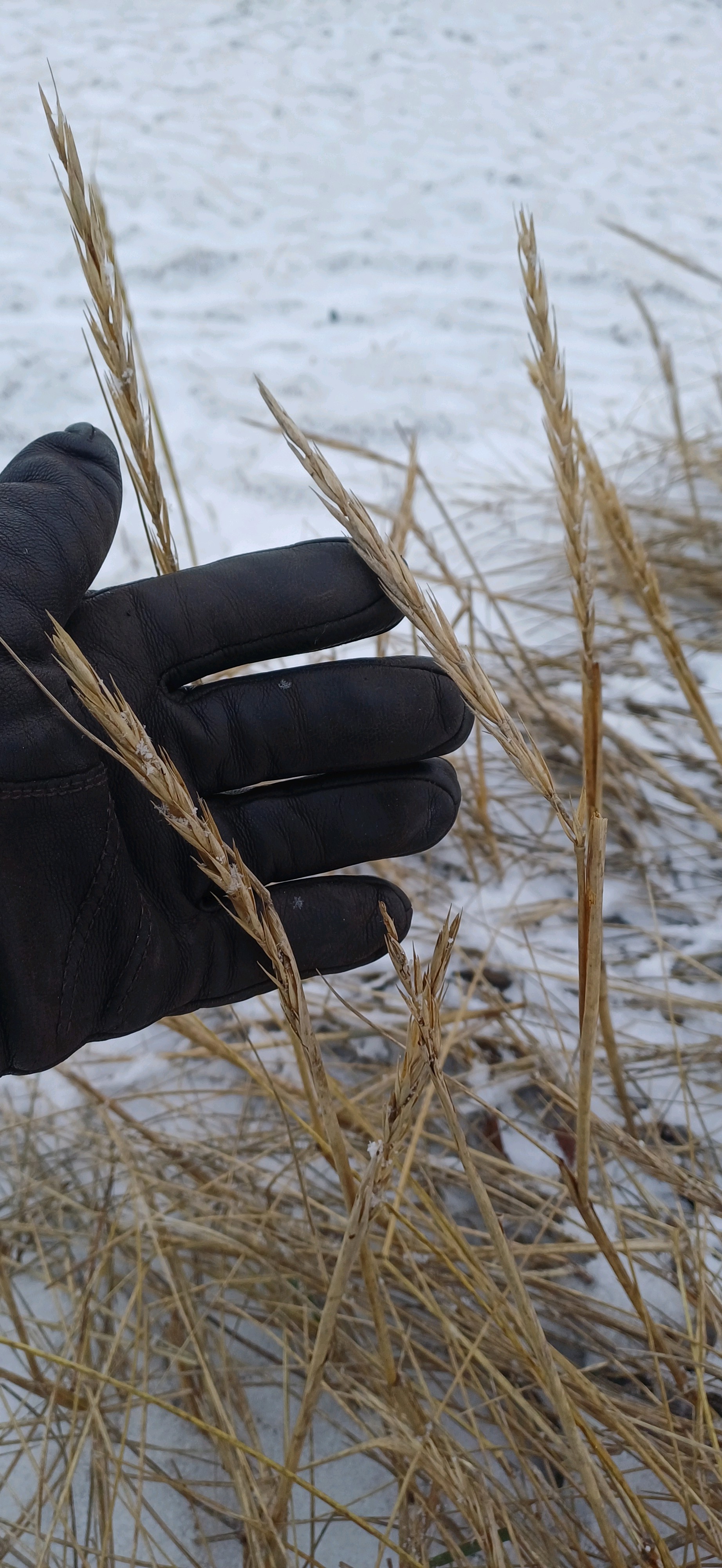 Lyme Grass