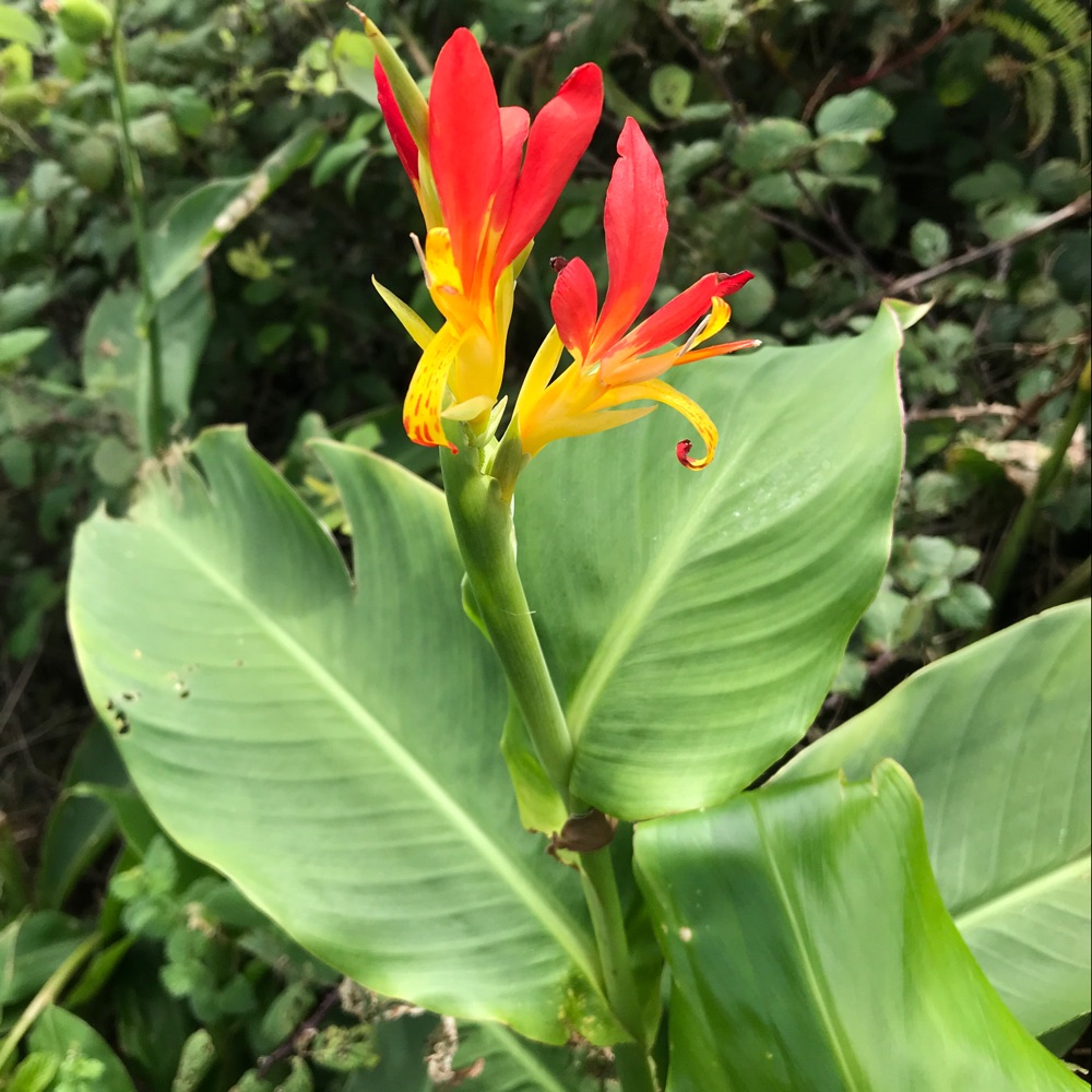 Canna Lily True