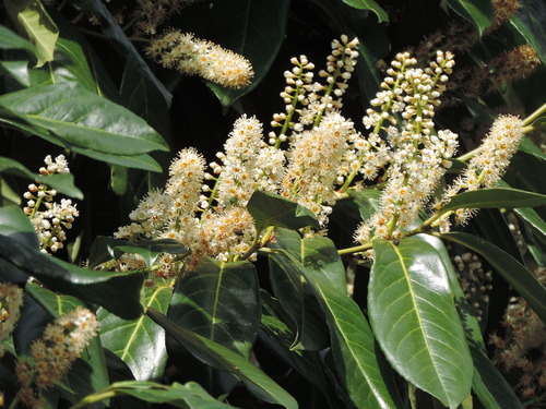 English Laurel