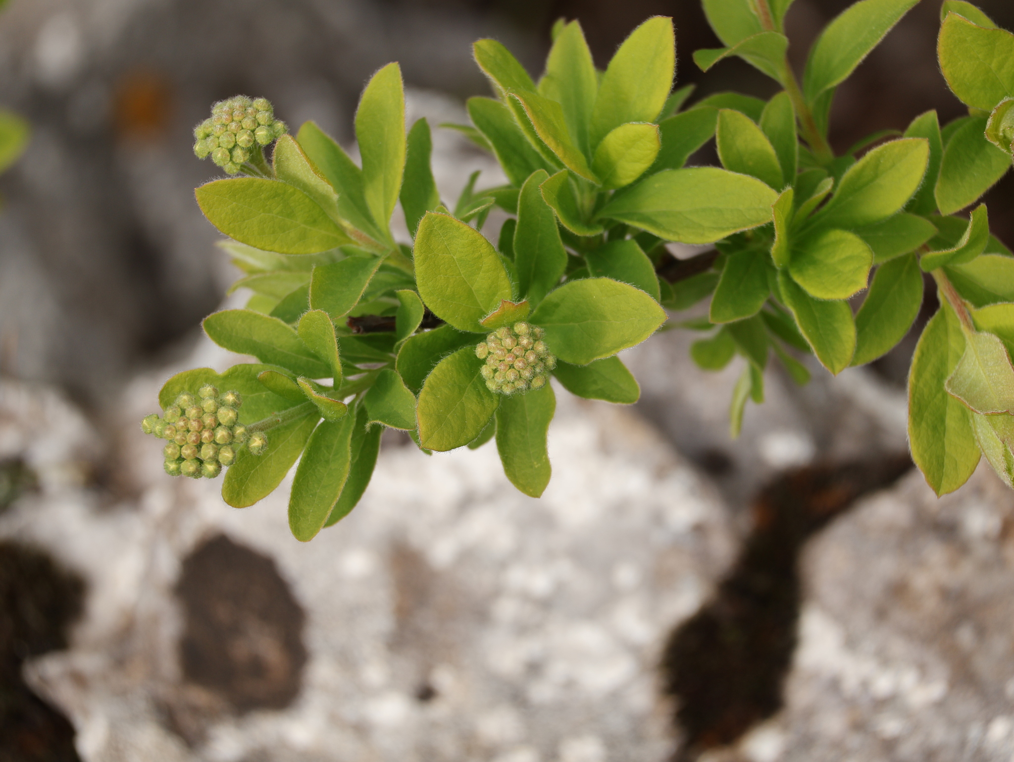 Spirea True