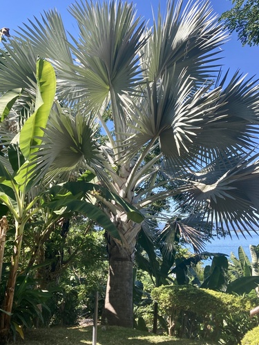 Silver Bismark Palm