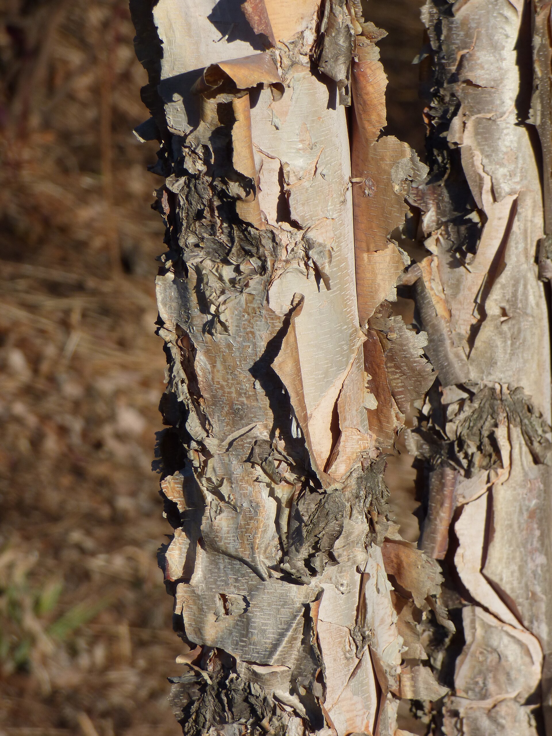 Dwarf River Birch