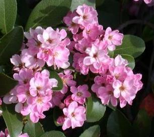 Monrovia Indian Hawthorn