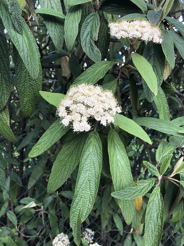 Leatherleaf Viburnum