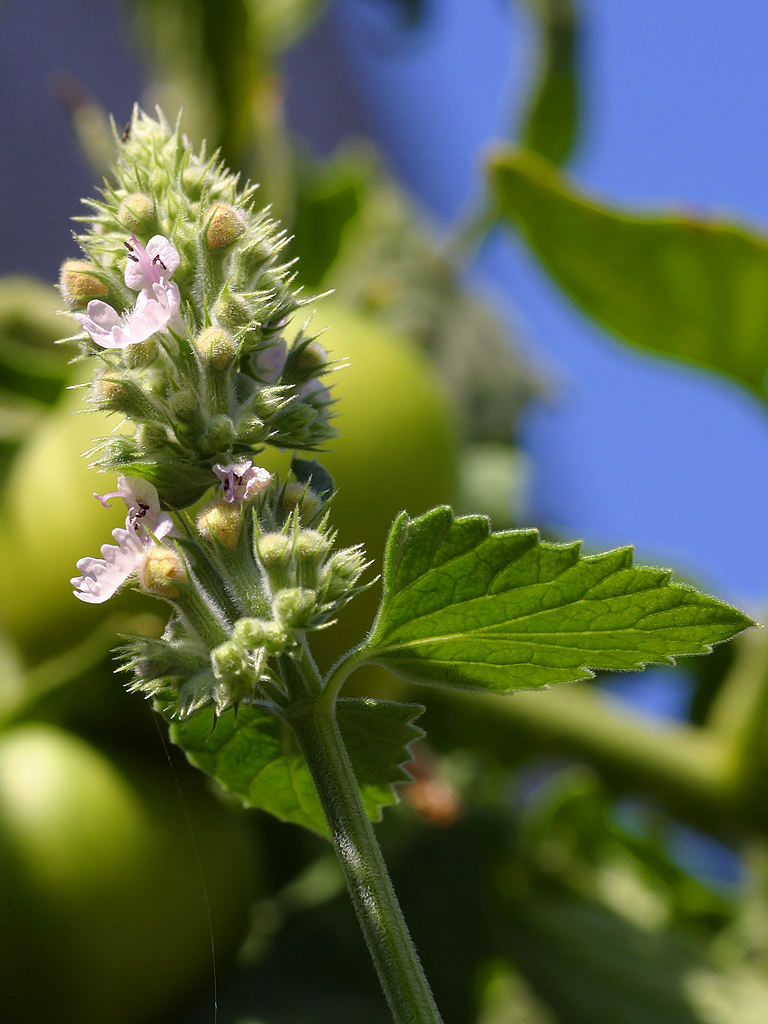 Catmint True