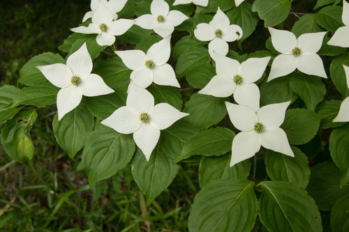 Dogwood