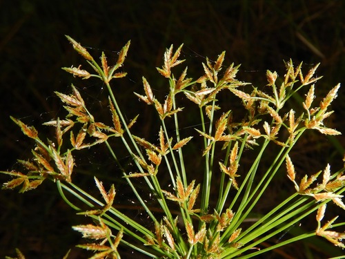 Proven Winners Dwarf Papyrus 'True Grasses' Queen Tut