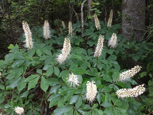Bottlebrush Buckeye