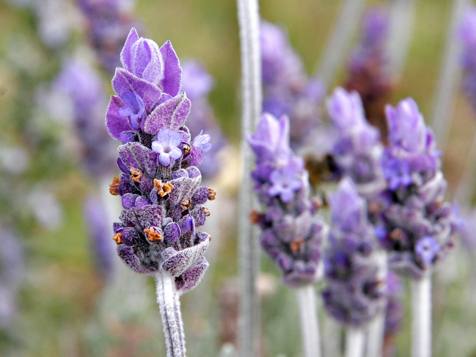 Purple Lavandin