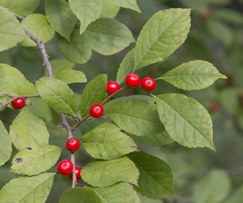Proven Winners Winterberry Holly True Heavy®