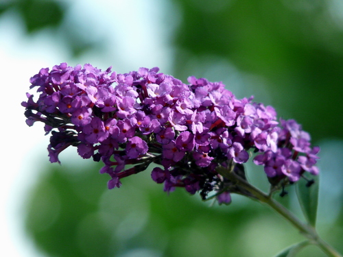 Proven Winners Seedless Butterfly Bush True