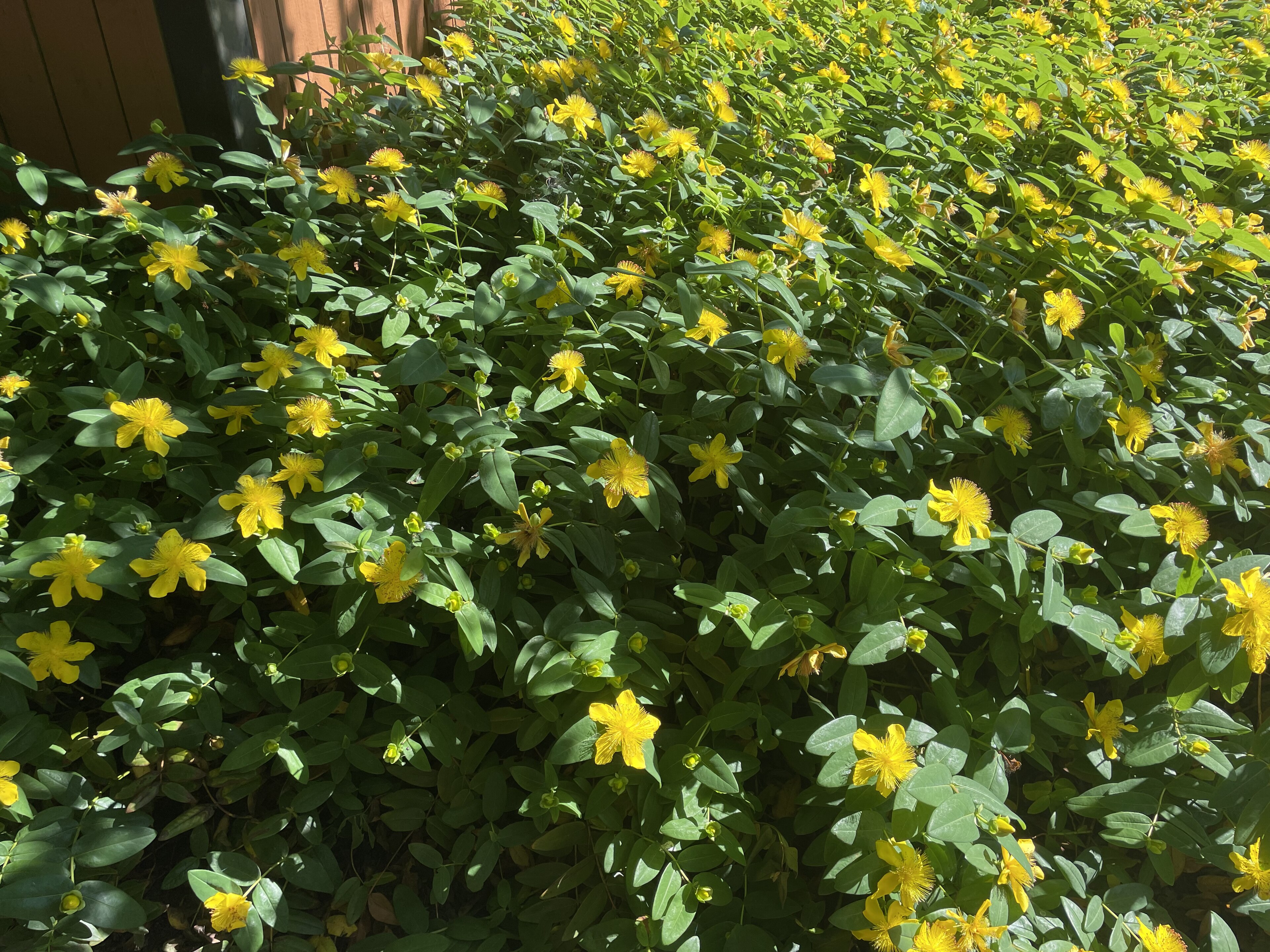 St. John's Wort