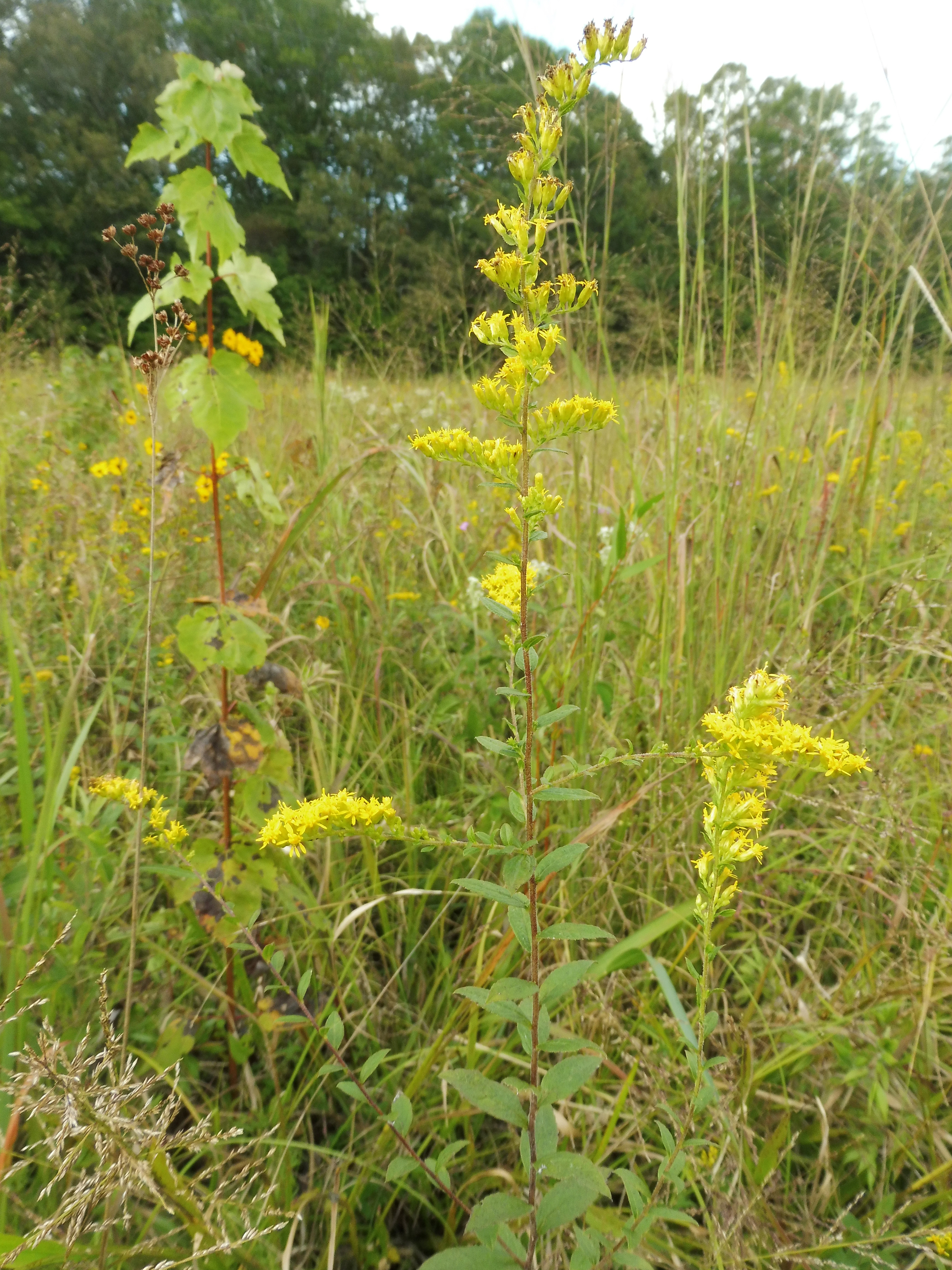Fireworks Goldenrod
