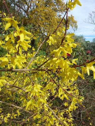 Proven Winners Forsythia True