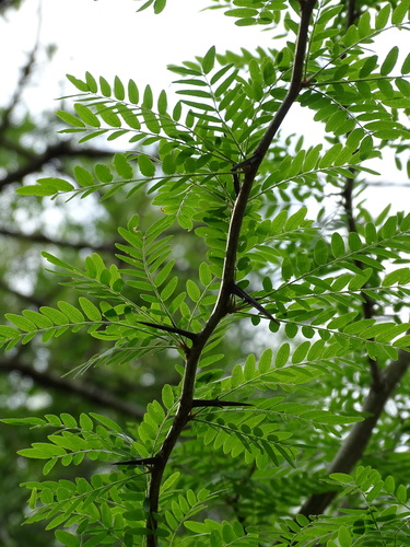 Thornless Honey Locust 'Skyline'