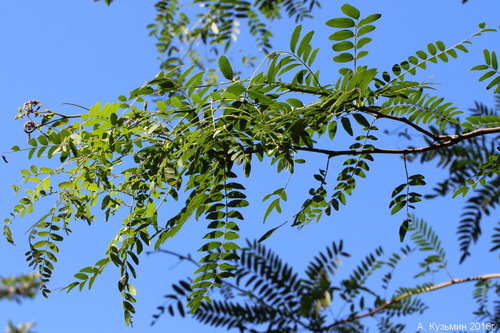 Thornless Honey Locust 'Skyline'