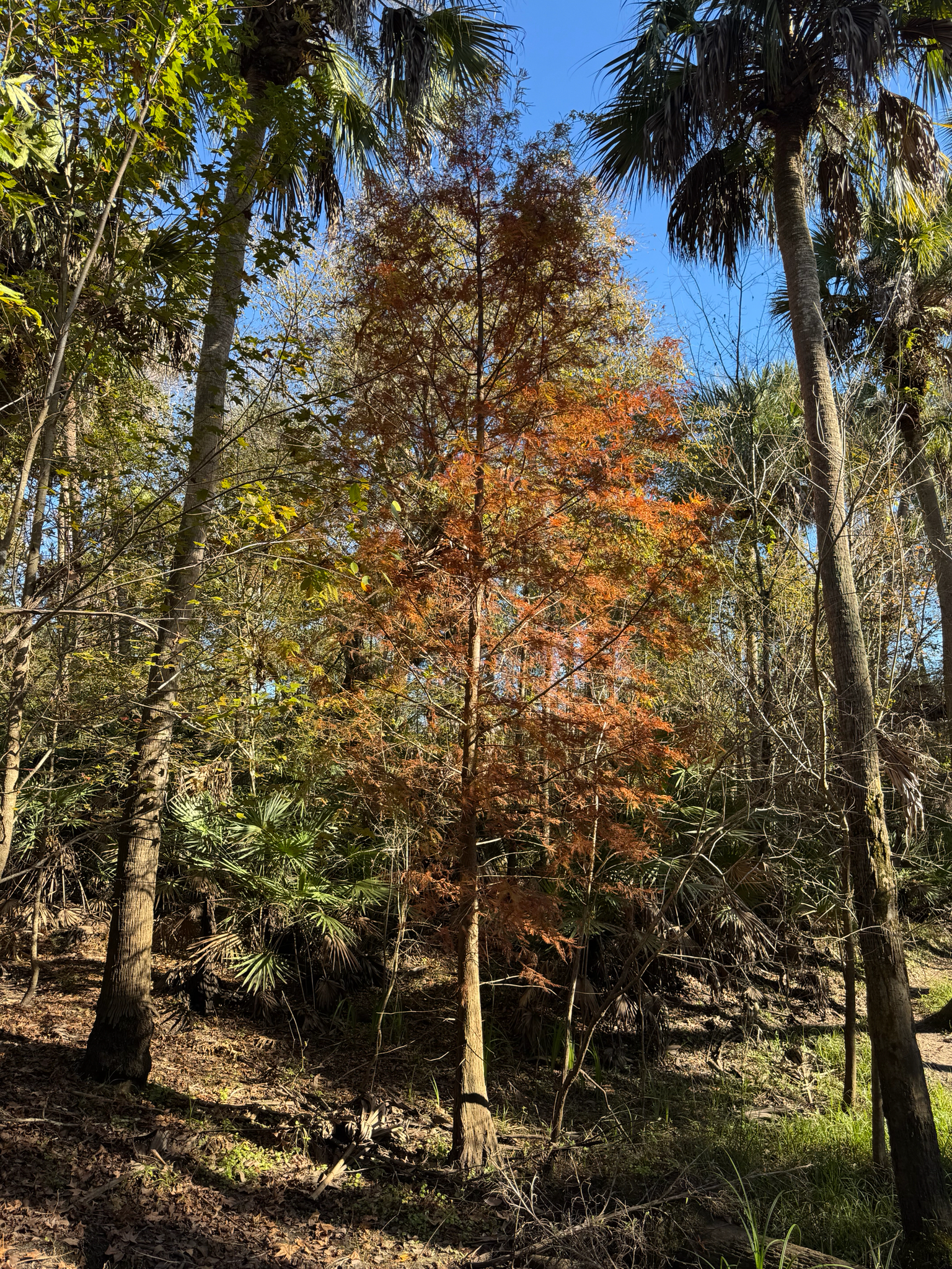 Bald Cypress