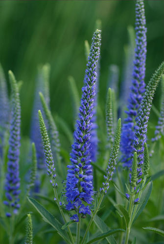 Speedwell