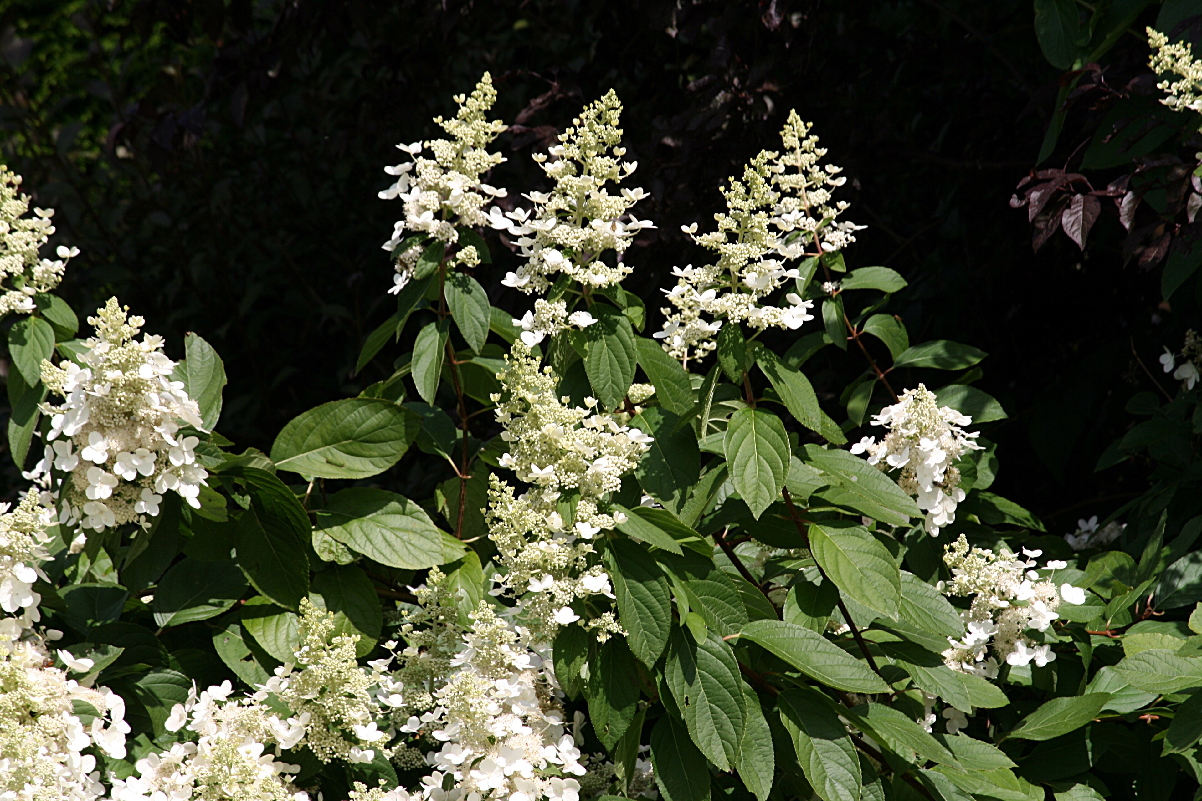 Portfolio Panicle Hydrangea